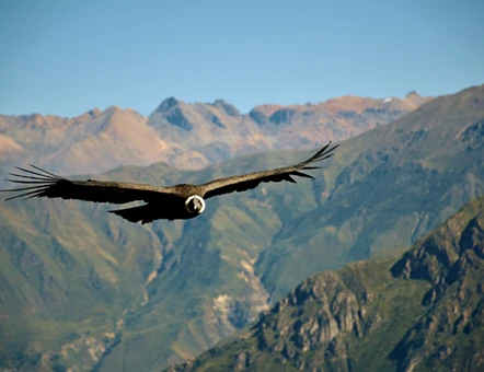 Colca Canyon to Machu Picchu