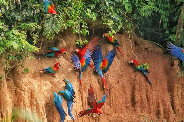 Amazon Digital Detox Retreat