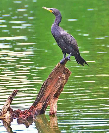 Lake Sandoval Amazon