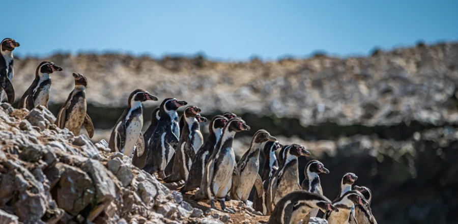 ballestas Islands Galapagos of Peru
