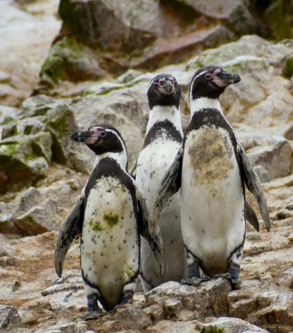 Ballestas Islands Wildlife