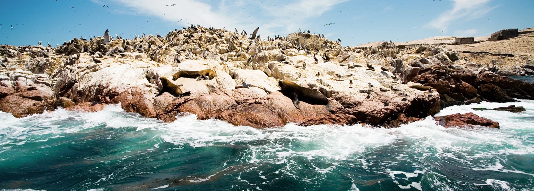 Ballestas Islands Wildlife Peru