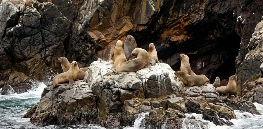 Ballestas Islands Sea Lions