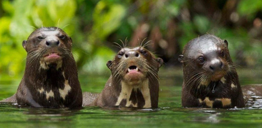 Amazon Rainforest Lodge Peru