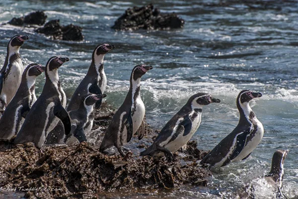 Explore luxury desert oasis and marine wildlife tours in Paracas