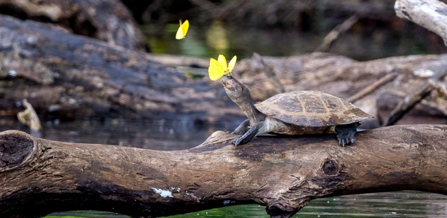 Reserva Amazonica Twilight River