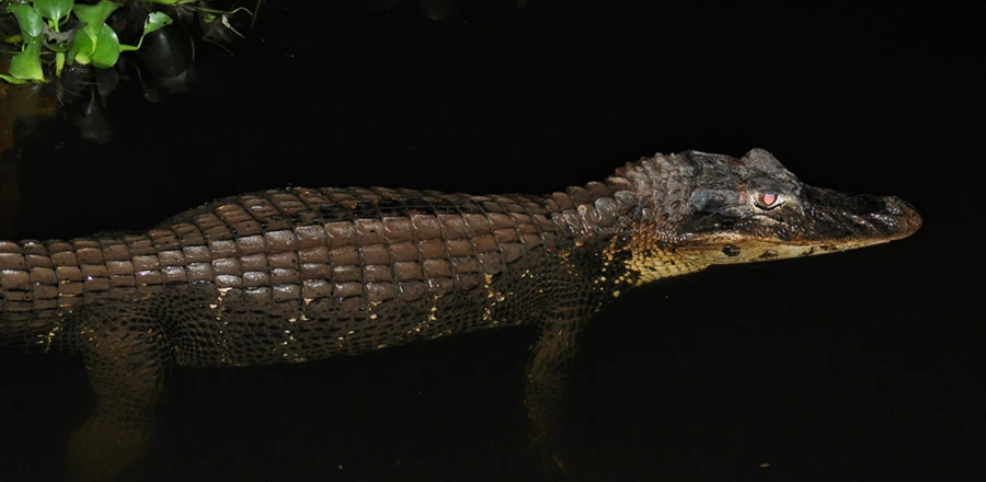 Amazon Rainforest Caiman