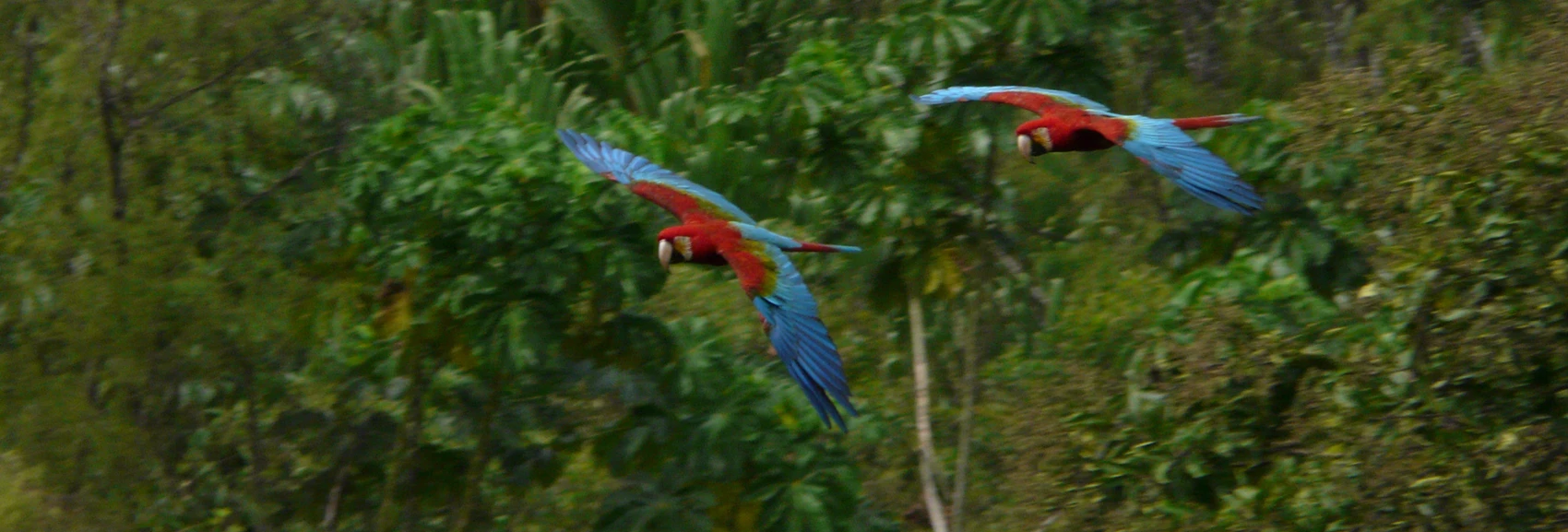 Inkaterra Reserva Amazonica Wildlife