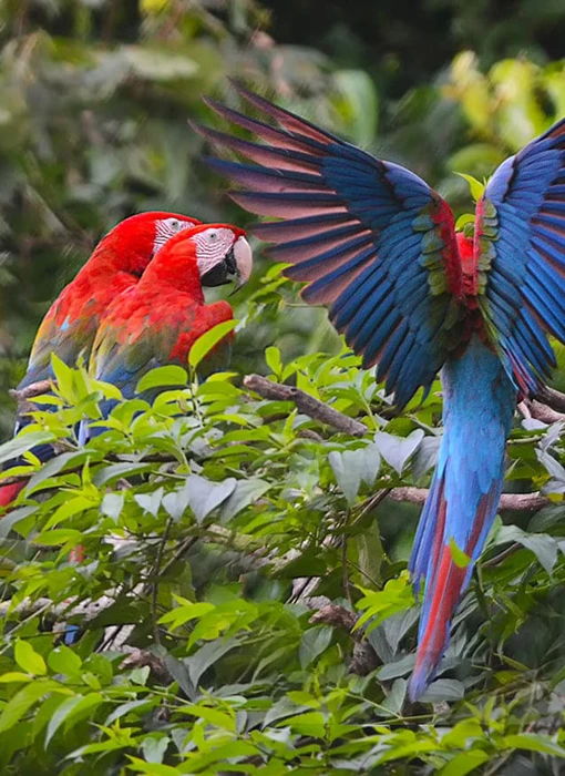 Peruvian Amazon Rainforest